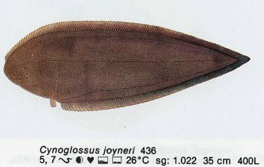 Cynoglossus joyneri